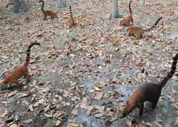amazonia