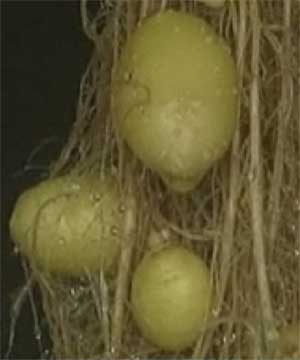 Cientistas do Peru produzem batatas penduradas no ar