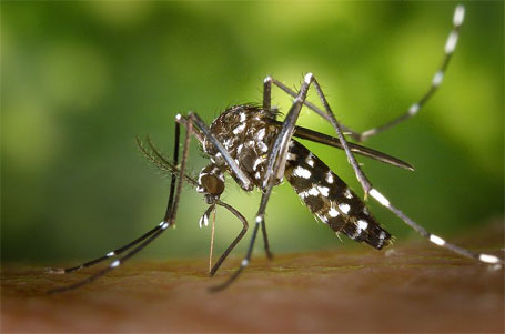Foto do mosquito da dengue