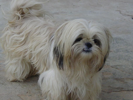 Os sete alimentos que você não deve dar ao seu cão Foto da cadela Florzinha - os sete alimentos que você não deve dar ao seu cão
