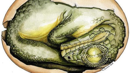 Descobrem na Mongólia um ninho com 15 filhotes de dinossauro Foto de um ninho de dinossauro com 15 filhotes
